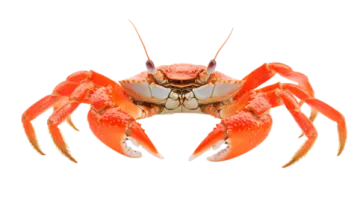 a crab on a white background