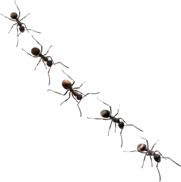 a group of ants on white background
