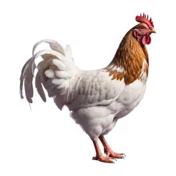 a white and brown rooster standing on its hinds