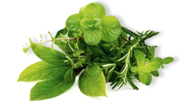 a bunch of fresh basil leaves