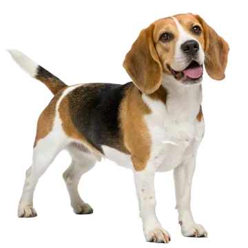 a brown and white dog standing on a white background
