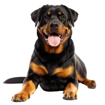 a black and brown dog laying down with its tongue out