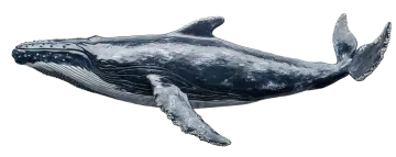 a blue whale with its mouth open