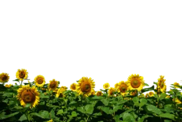 a field of sunflowers