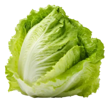 a head of lete on a white background