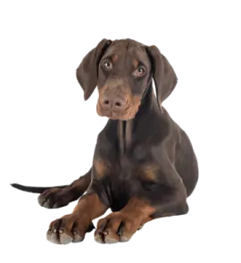a brown and black dog laying down on the ground