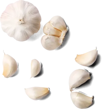 garlic on a white background