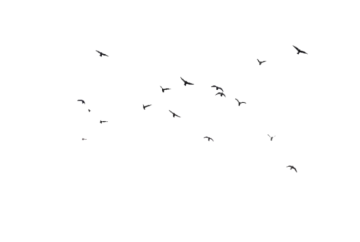 a group of birds flying in the sky
