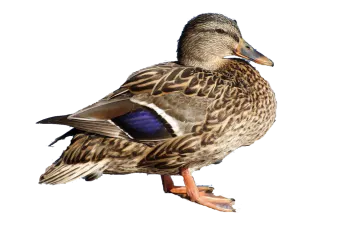 a duck standing on top of a white surface