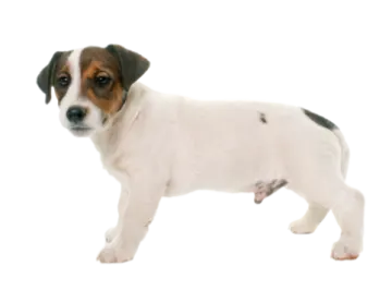 a small dog standing on a white surface