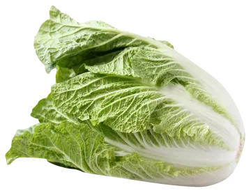 a head of cabbage on a white background