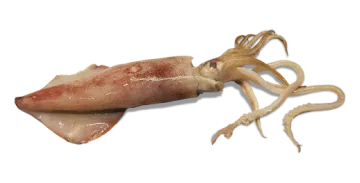 a squid on a white background