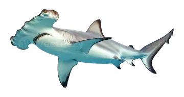 an image of a shark in the air