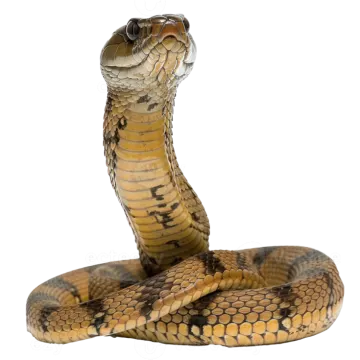 a brown snake with its mouth open and tongue out