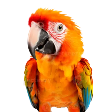 an orange and yellow parrot on a white background