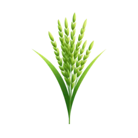 a bunch of green wheat stalks