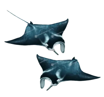 a pair of sting stings on white background