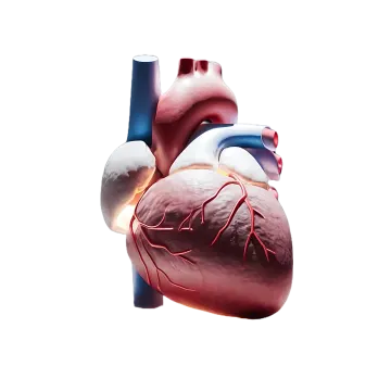 an image of the human heart
