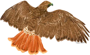 a drawing of an eagle with its wings spread