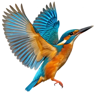 a blue and orange bird with its wings spread