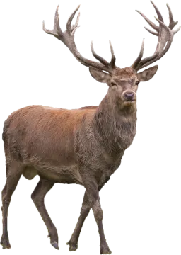 a large brown deer walking across a white background