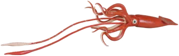 an image of a red squid