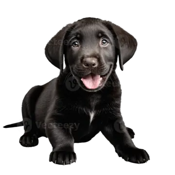 a black labrador puppy sitting down with its tongue out