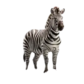 a zebra standing in front of a white background