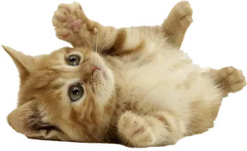 a small kitten rolling around on its back