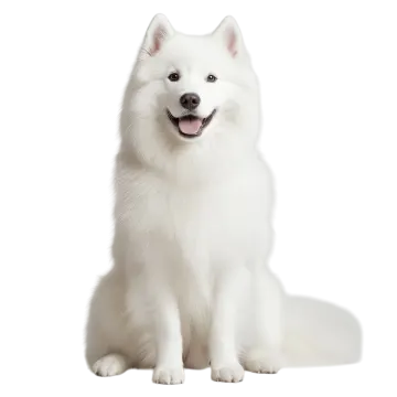 a white dog sitting down and looking at the camera