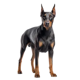 a black and brown dog standing on a white background