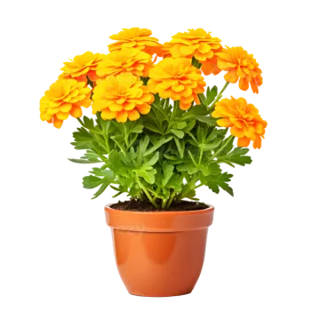 a pot of yellow flowers with green leaves