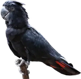 a black bird sitting on top of a tree branch