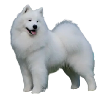 a white dog standing on top of a green field