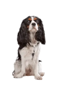a black and white dog sitting on a white background