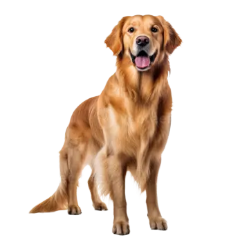 a golden retrieve dog standing on a white background