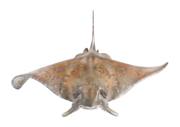 an image of a stingfish