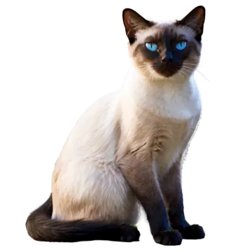 a black and white cat with blue eyes