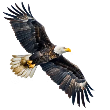 bald eagle in flight isolated on a white background