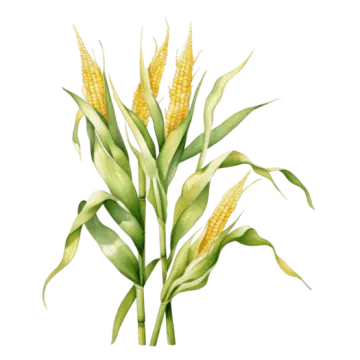 a painting of corn on a white background
