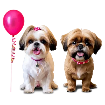 two small dogs sitting next to each other dogs