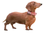 a brown dog wearing a red collar
