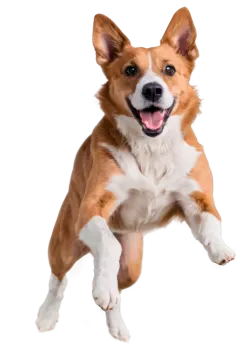 a brown and white dog is jumping in the air