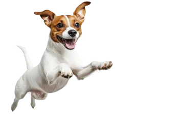 a small dog jumping in the air