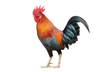 a rooster standing on top of a white surface