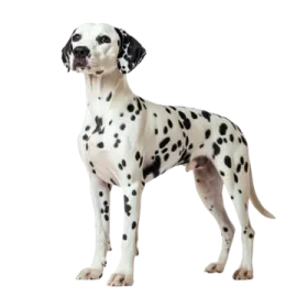 a black and white dog standing in front of a white background