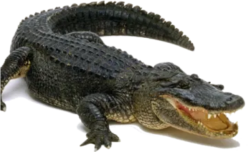 an alligator with its mouth open