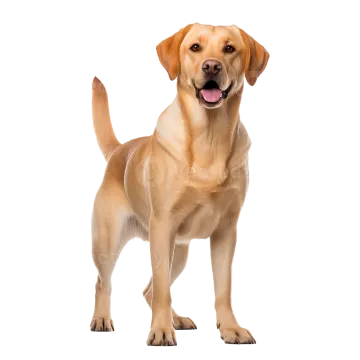 a yellow labrador dog standing in front of white background