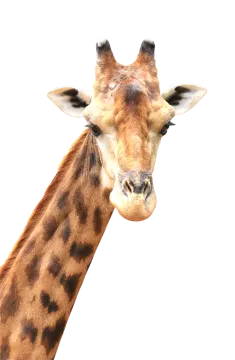 the head of a gi