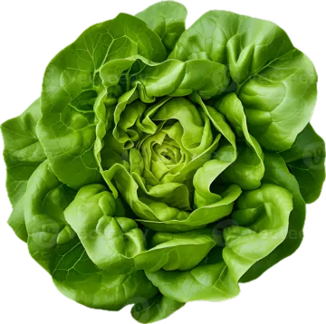 a green flower on a white background